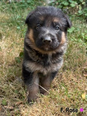 Les chiots de Berger Allemand