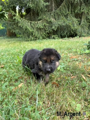 Les chiots de Berger Allemand
