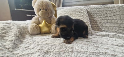 Les chiots de Berger Allemand