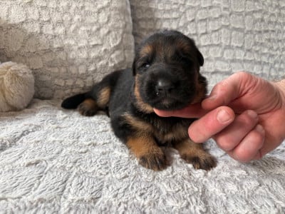 Les chiots de Berger Allemand