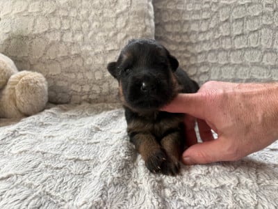 Les chiots de Berger Allemand