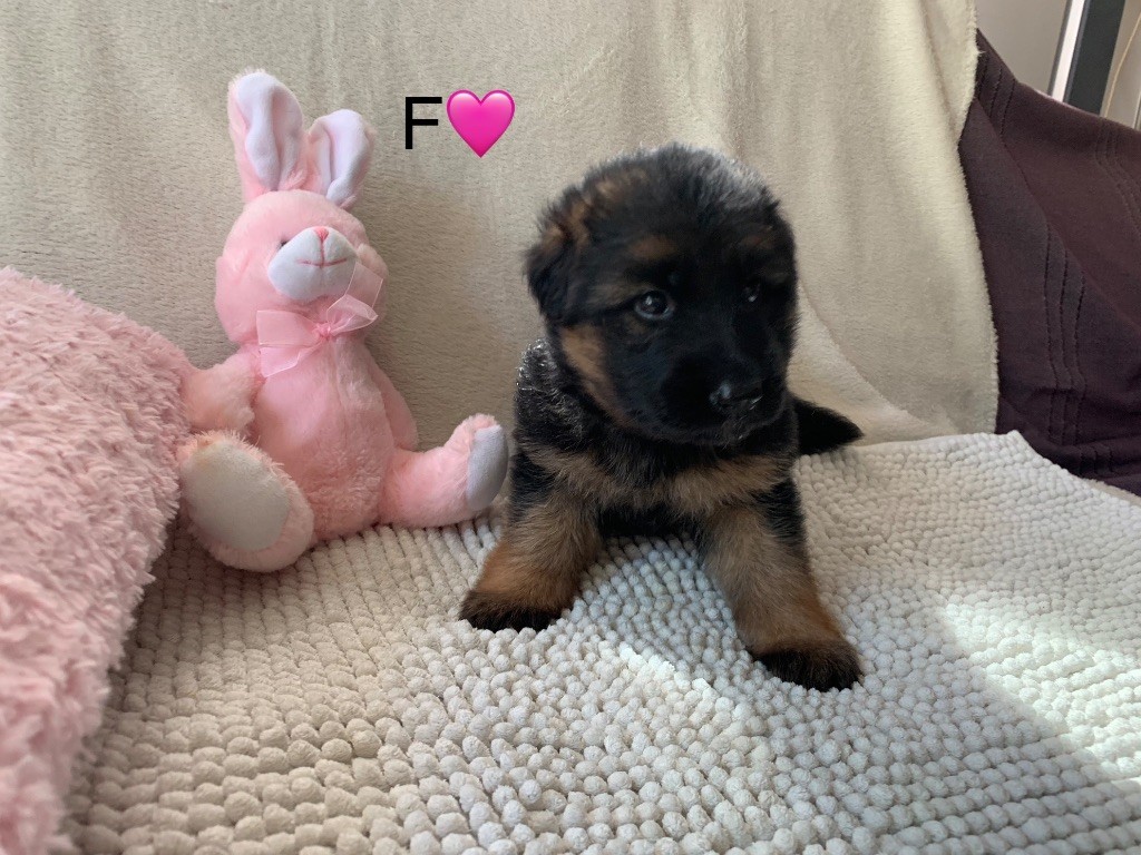 CHIOT F ROSE - GRENAT