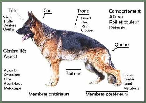 Accueil Vergers Des Hesperides Pension Petites Races Elevage Canin Berger Allemand Yorkshire Terrier
