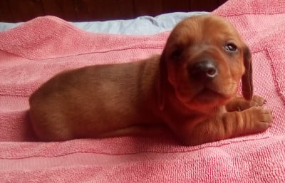 Les chiots de Teckel poil ras