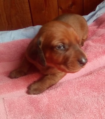 Les chiots de Teckel poil ras