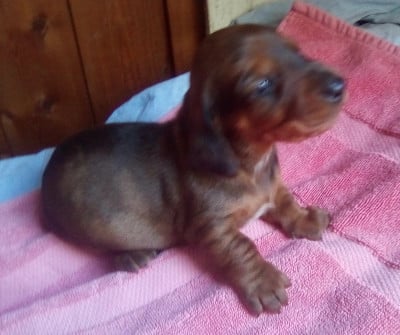 Les chiots de Teckel poil ras