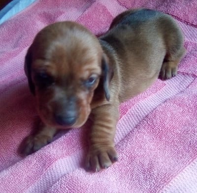 Les chiots de Teckel poil ras