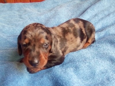 Les chiots de Teckel poil ras
