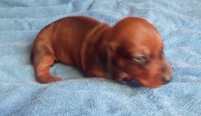 Les chiots de Teckel poil ras