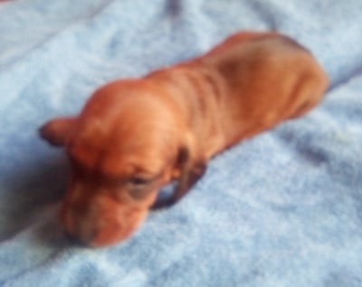 Les chiots de Teckel poil ras