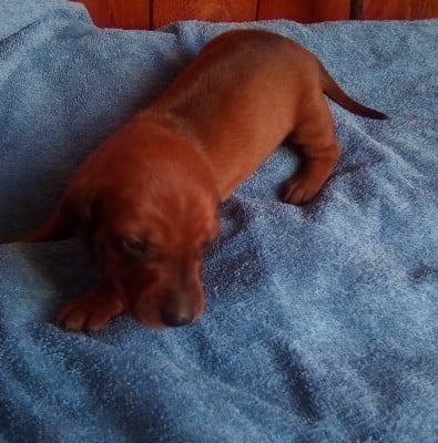 Les chiots de Teckel poil ras