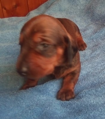 Les chiots de Teckel poil ras