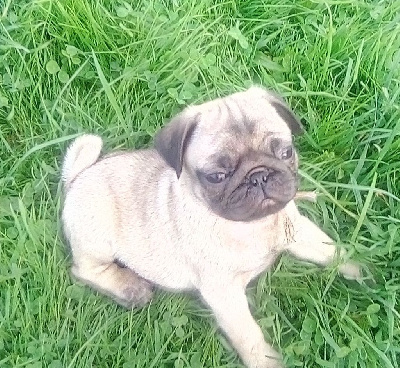 Les chiots de Carlin