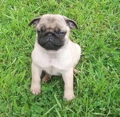 Les chiots de Carlin