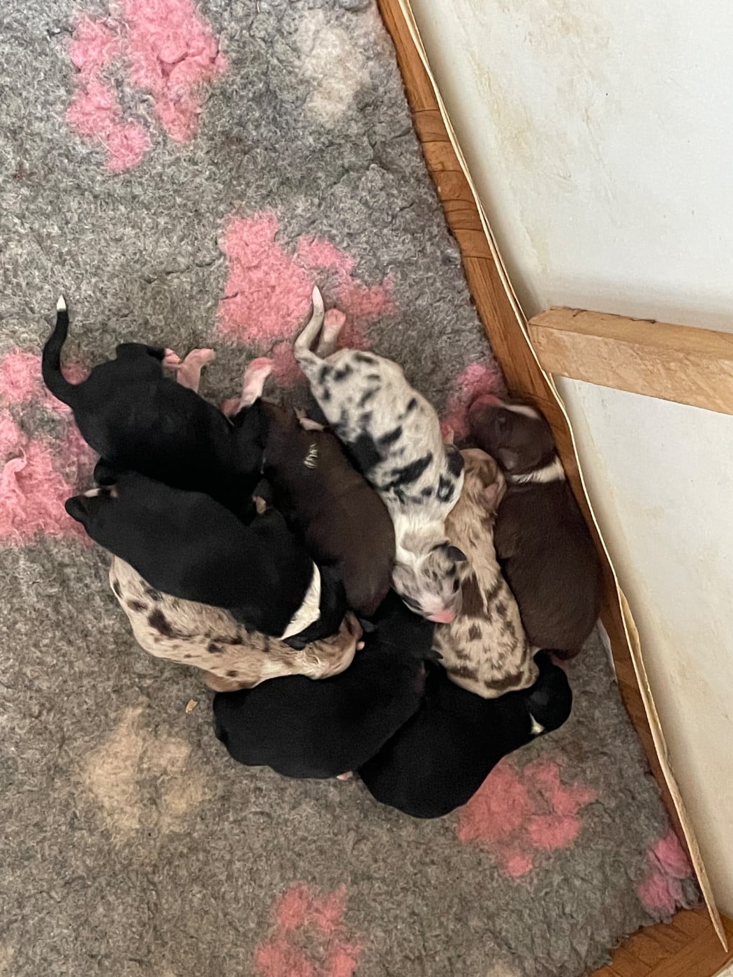 Berger Australien - Valley Nasr