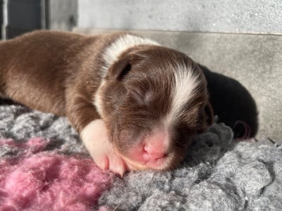 Les chiots de Berger Australien