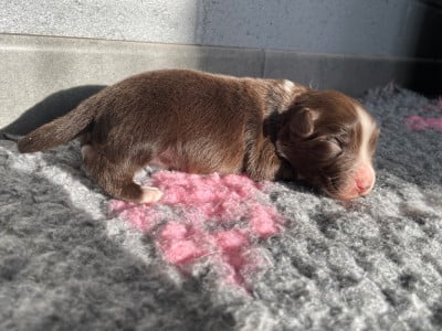 Les chiots de Berger Australien