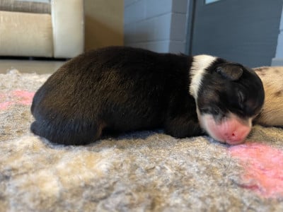 Les chiots de Berger Australien