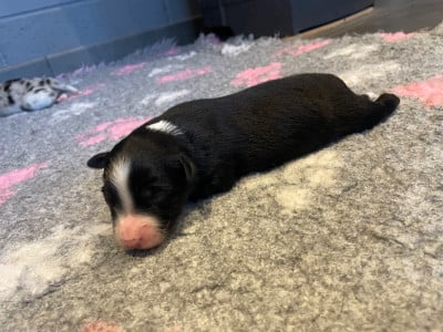 Les chiots de Berger Australien