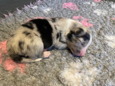 Les chiots de Berger Australien