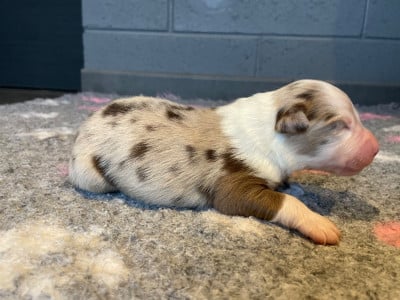 Les chiots de Berger Australien