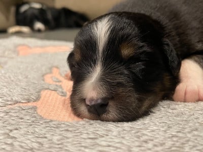 Les chiots de Berger Australien