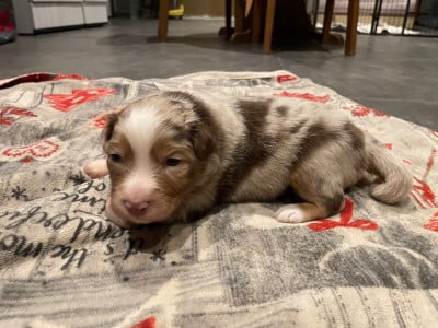 Les chiots de Berger Australien
