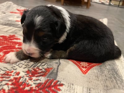Les chiots de Berger Australien