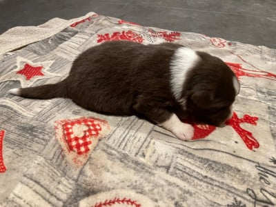 Les chiots de Berger Australien