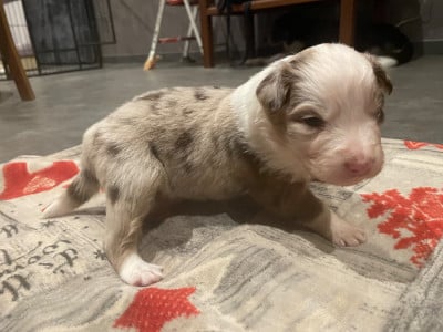Les chiots de Berger Australien