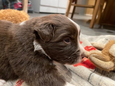 Les chiots de Berger Australien
