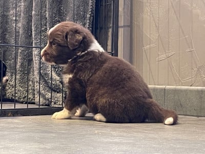 Les chiots de Berger Australien