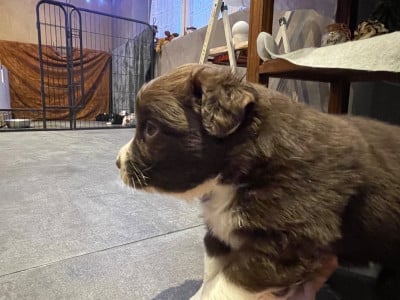 Les chiots de Berger Australien