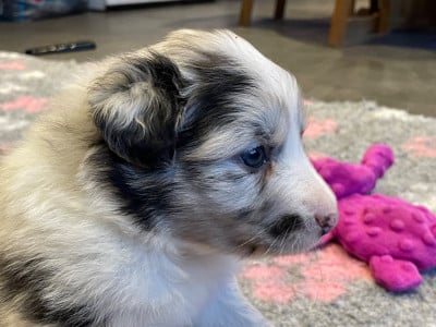 Les chiots de Berger Australien