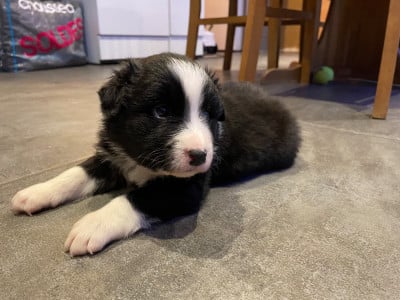 Les chiots de Berger Australien