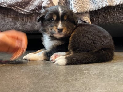 Les chiots de Berger Australien