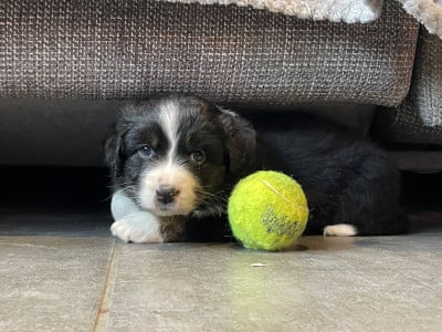 Les chiots de Berger Australien