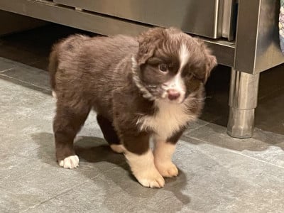 Les chiots de Berger Australien