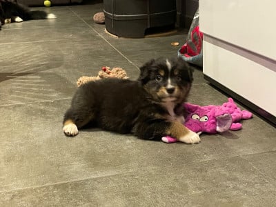 Les chiots de Berger Australien