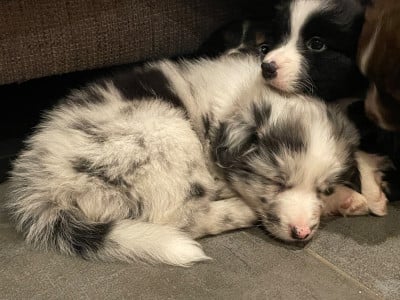 Les chiots de Berger Australien
