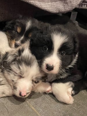 Les chiots de Berger Australien