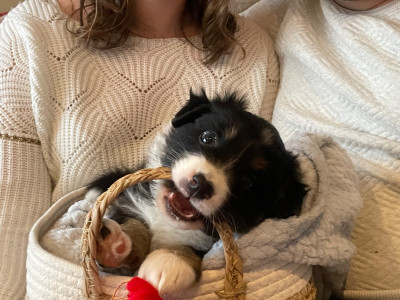 Les chiots de Berger Australien