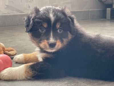 Les chiots de Berger Australien