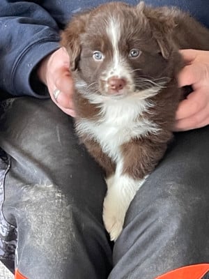 Les chiots de Berger Australien