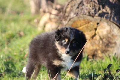 Les chiots de Berger Australien