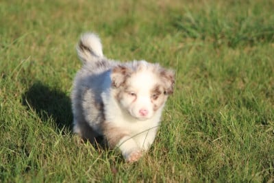 Les chiots de Berger Australien