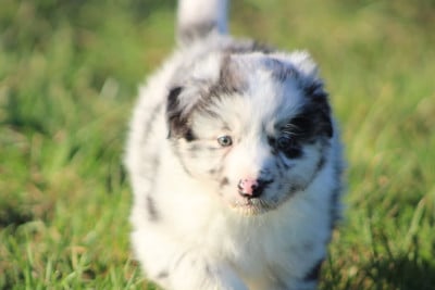 Les chiots de Berger Australien