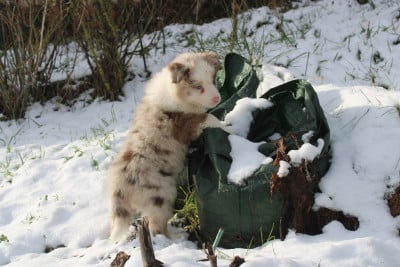 Les chiots de Berger Australien