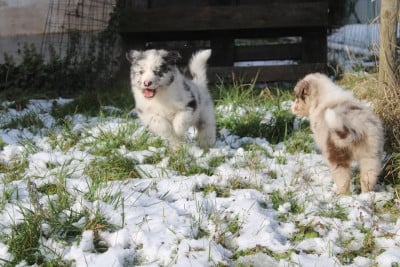 Les chiots de Berger Australien