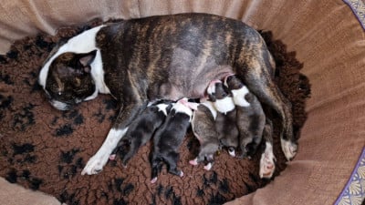 Chiot N°2 - Boston Terrier